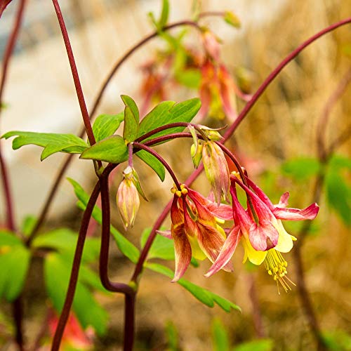 Outsidepride Columbine Eastern Red - 1000 Seeds