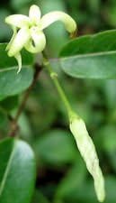 50pcs White Cryptolepis Flower Seeds Generic