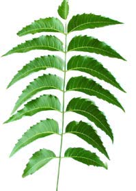 Fresh Organic Neem Leaves - Azadirachta Indica | 300 Leaves | Hojas de nim |Certified Fresh from Florida