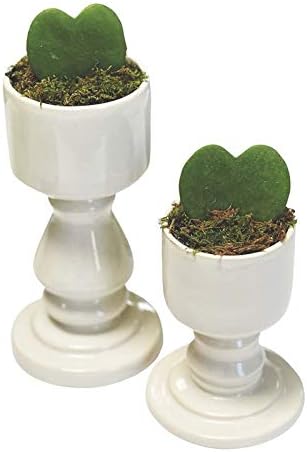 Gardenuity Succulent in Glazed Pedestal Planter, Hoya Heart Succulent in Urn Plant Stand, Indoor Plants (Small, Large, or Combo)