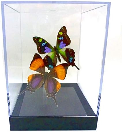 ButterflyUtopia Real Purple Butterflies: Purple Pair Table Top 4"x4"x5.5"