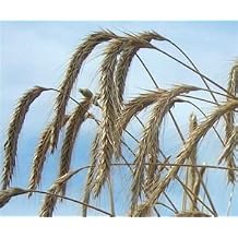 SeedRanch Wrens Abruzzi Winter Rye Grain Seed - 1 Lb.