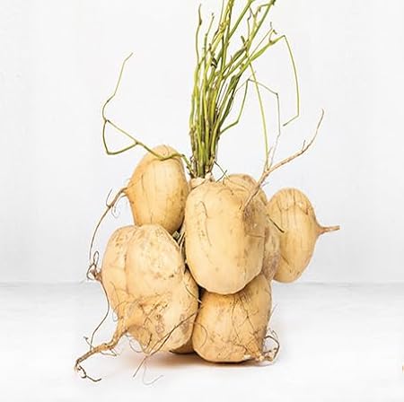 75pieces Brown jicama Vegetable Seeds
