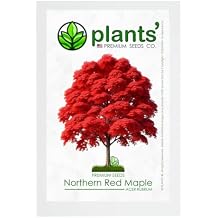 Northern Red Maple Tree | Premium Seeds | Acer rubrum 'Fall' | Plants' (Premium Seeds, 50)