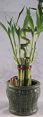 Lucky Bamboo - Spiral 7 Style with Ceramic Frog vase Unique Frome Jm Bamboo
