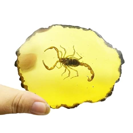 Amber Fossils Insect Samples Artificial Amber Insect Specimen Pendant Stone Decoration Crystal Samples Collection Science Education Dragonflies, Cicadas, Scorpions, Butterflies (Scorpions)