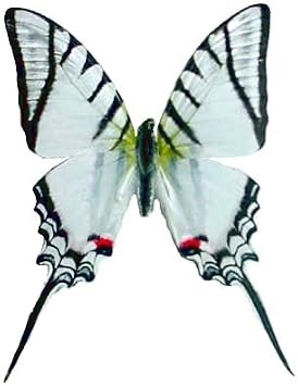 Framed Zebra Swallowtail Butterfly Riker Mount (8" x 6") - Hanger on Back