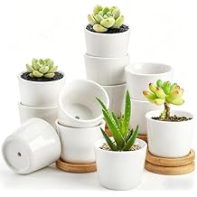 Tosnail 12 Pack Small Succulent Pots with 12 Bamboo Trays, 2.5 Inch Round White Ceramic Mini Plant Pots, Tiny Succulent Planters, Cactus, Flower, Air Plant Containers, Modern Home and Office Decor