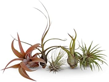 Air Plants Tillandsia Collection of 5 Easy Houseplants for Beginners Small to Medium 1.5"-6"+