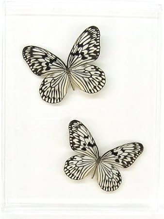 Rice Paper Butterfly Display - (10" x 13" x 1.5")