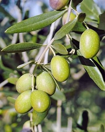 80pcs Green Olive Tree Seeds.