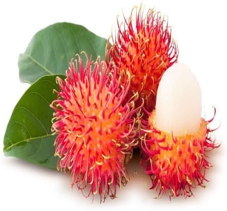 80pcs Green Bread Fruit Seeds