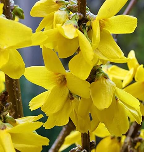 Forsythie Goldrausch Garden Plant 60-80 cm