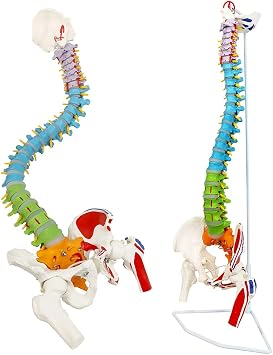 NEW HORIZON Scientific 34 Life Size Spinal Cord Model With Vertebrae, Nerves, Arteries, Lumbar Column, and Male Pelvis - Includes Stand Good After-Sales