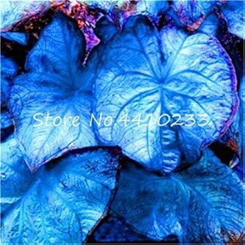 SVI Fresh 100pcs Caladium Bicolor Flower Seeds for Planting Blue