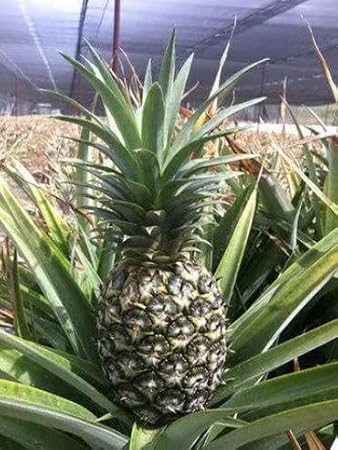 Generic 100pcs Pineapple Fruit Seeds Green