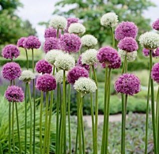 8 Wild About Allium Mix