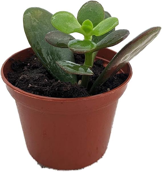 Dwarf Jade Plant - Crassula ovata Minor - Succulent - 2.5" Pot