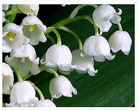 30 Large, Plump Lily of the Valley Bare Root Plant Pips Fresh from Holland - Blooms in May