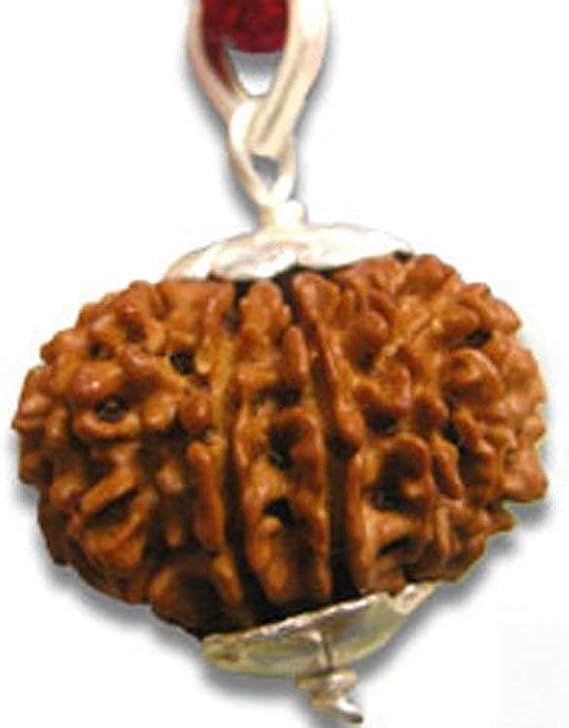 Petrichor Original 6 Faced Rudraksha Bead with Silver Capping (6 Mukhi with Certificate)