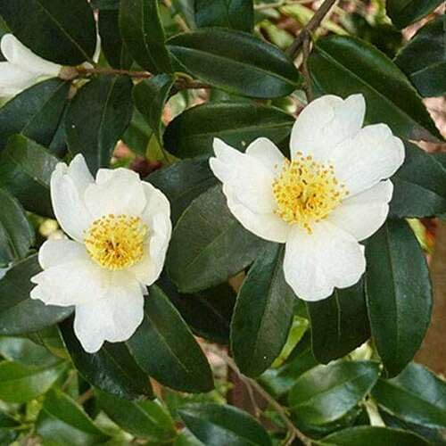 100pcs White Camellia sinensis Flower Seeds