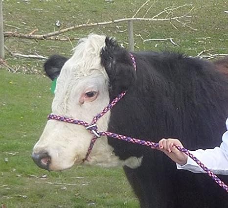 New Style Rope Cattle Halter, Easily Adjustable for Calf, Cow, Steer, Bull, Black W/Brown & Tan Tracer