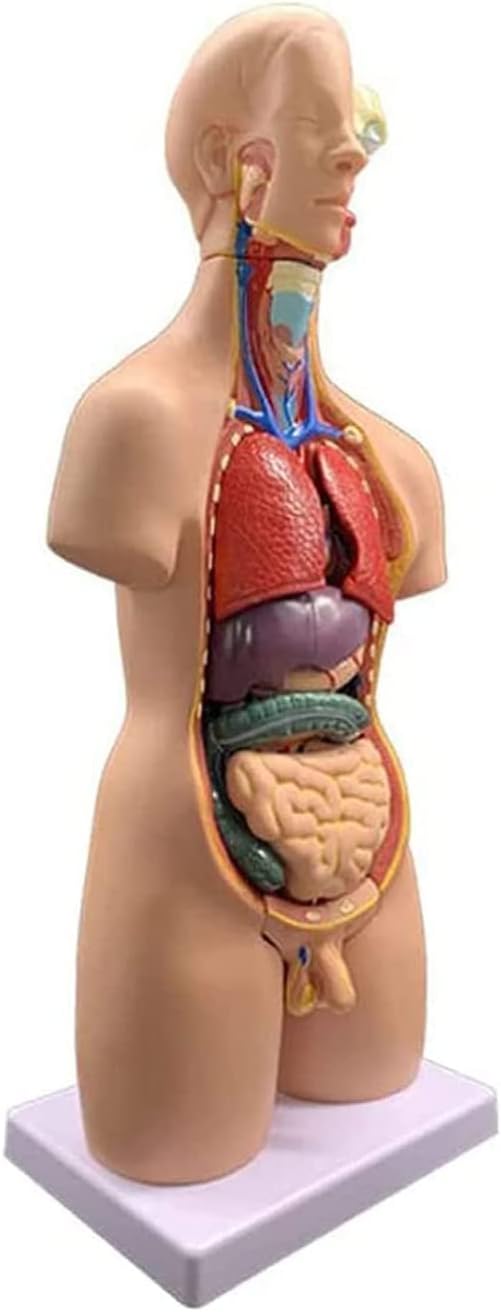 Xiaoxu Human Body Model,4D Body Anatomy Model,Human Torso Anatomy Model with Heart Head Brain Skeleton Model,Anatomical Assembly Model of Human Organs,Medical Internal Organs Learning Tool