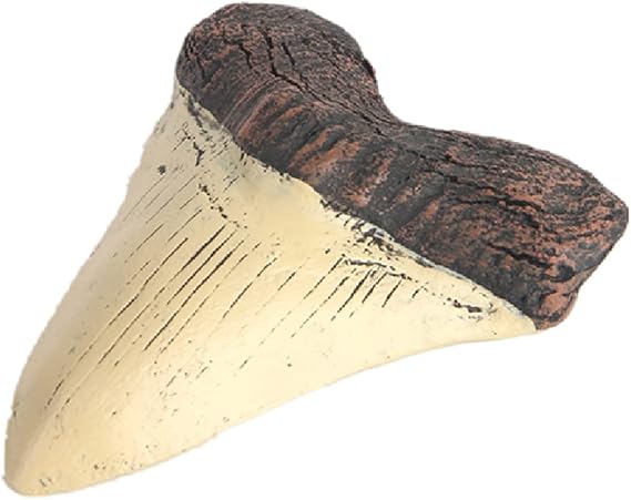 Resin Realistic in Shape Universal Specialties High Temperature Resistant Megalodon Tooth