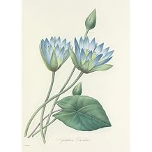 Choix des plus belles fleurs pl 055 (1827) Poster Print by Pierre Joseph Redoute (18 x 24)