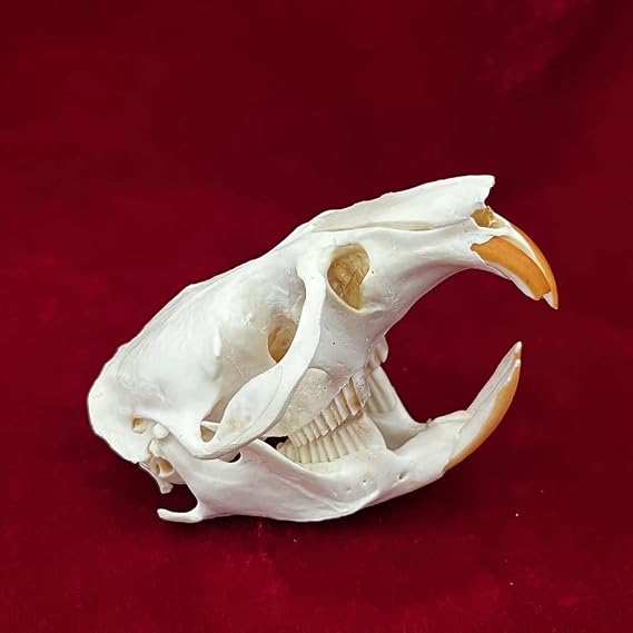 9 Pieces Real Animal Skull Set of Cat Dog Fox Hedgehog Nutria Raccoon Mink Rabbit Skull Example for Home Decoration Collectible Items (Colour: Muscrate)