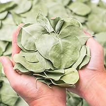 400+ Dried Real Eucalyptus Leaves, Real Natural Bulk Silver Dollar Eucalyptus Leaves, Wedding, Biodegradable for DIY Bouquet, Garden Cake, Party and Table Center Decor