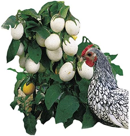 Park Seed Easter Egg Plant Seeds