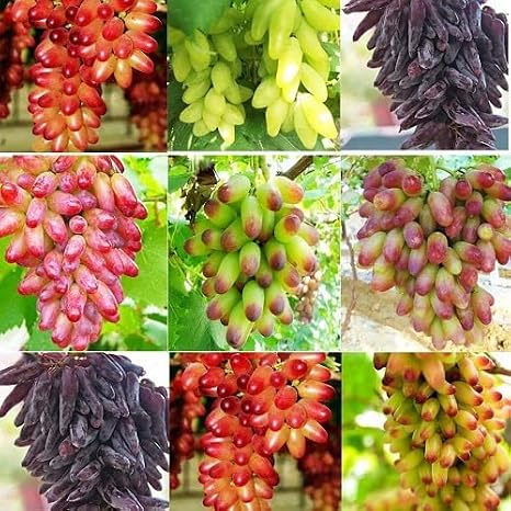 80Pcs Mixed Finger Grapes Fruit Seeds