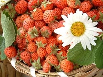 Ottoman Strawberry Seed 25+seed
