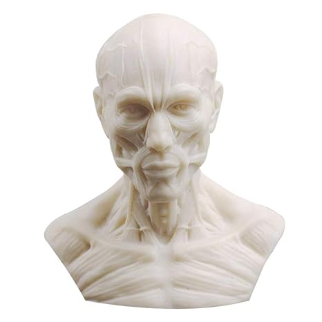 Human Model Anatomy Skull Head Muscle Bone Medical Art Drawing 1:3 10CM