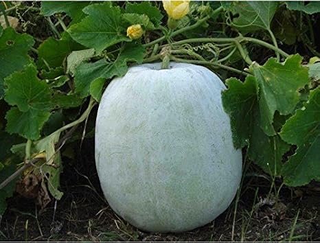 ash Gourd, White Wax Winter Melon, benincasa hispida 10+ Seeds