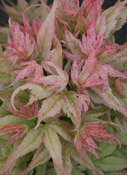 Japanese Princess Japanese Maple - Acer palmatum 'Japanese Princess' 2 Year