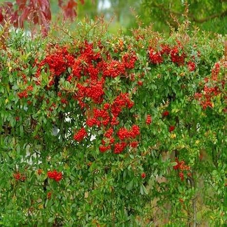 50pcs red Pyracantha Tree Seeds