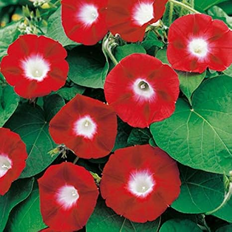 Seeds Flowers Morning Glory Ruby - 50 Seeds