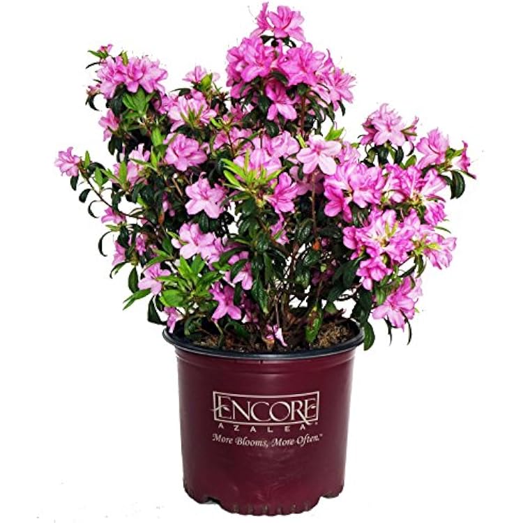 Azalea Encore Autumn Twist Reblooming Azalea Shrub, RB whitepurple, #3 - Size Container
