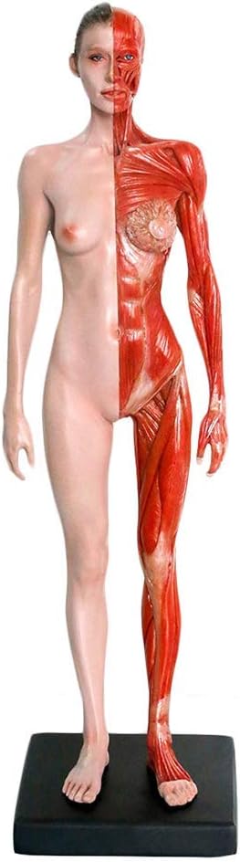 11.8 Inch Female Anatomy Model - Human Body Musculoskeletal Anatomical Model - For Science Classroom Study, Display And Teaching