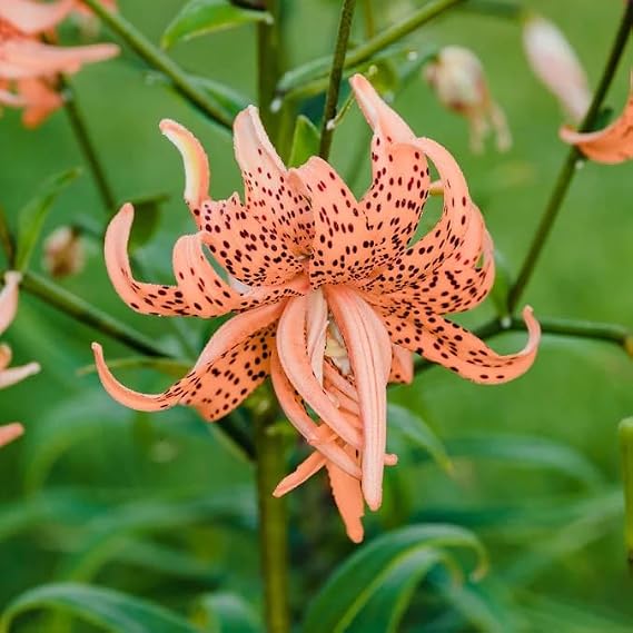 Votaniki Lilium lancifolium Flore Pleno (Double Tiger Lily) Bulbs Striking Orange Petals with Dark Spots Tiger Lily | Spectacular Long-Lasting Summer Blooms, Easy to Grow Perennial (2 Pack)