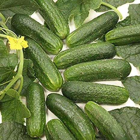 Diamant F1 Hybrid Cucumber Seeds - Great for Container and Greenhouse(25 - Seeds)