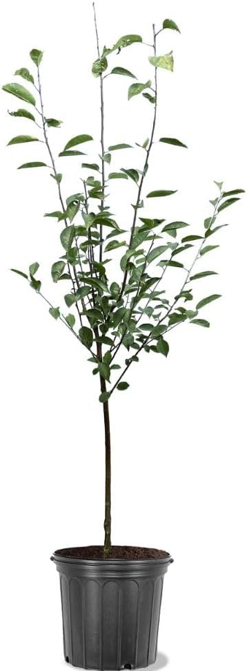 Generic BingCherry Tree, Sweetest Cherry, Generous Harvest, Vibrant Fruit, Hardy, 5 gal, Nursery Pot (Due to Agricultural Laws, we Cannot Ship to CA, AZ, AK, or HI, Red, Green