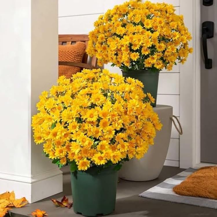 Artificial Fall Flowers Faux Mums for Outdoor Indoor Mums Plants Fake Planters UV Resistant No Fade Faux Plastic Greenery Garden Home Wedding Decoration Look Real Mixed 5 Colors, 510 Bundle