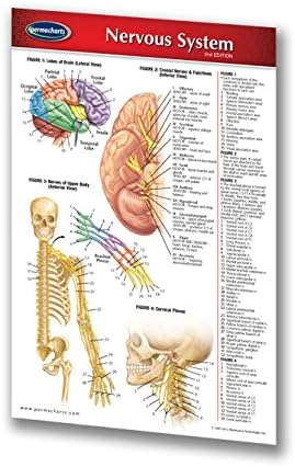 Permacharts Nervous System Guide - Pocket Chart - Medical Quick Reference Guide