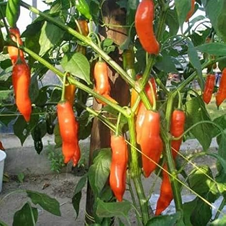 80pcs Orange Aji Amarillo Pepper Vegetable Seeds