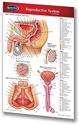 Permacharts Reproductive System Guide - Pocket Chart - Medical Quick Reference Guide