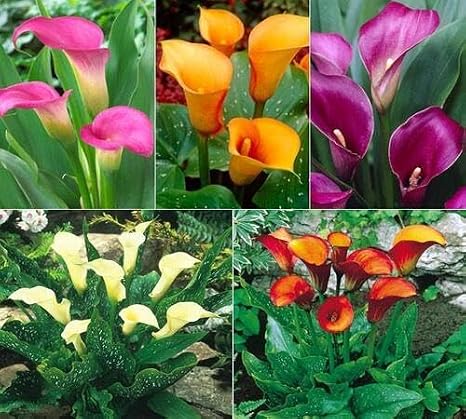 100pcs Mixed Calla Lily Flower Seeds