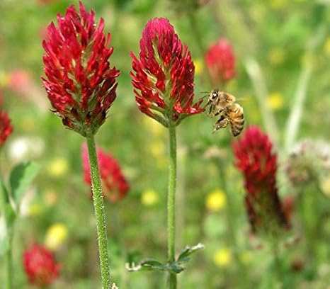 Crimson Clover Seeds, Premium Cover Crop Seeds, 1 Pound Pack from Seeds2Go